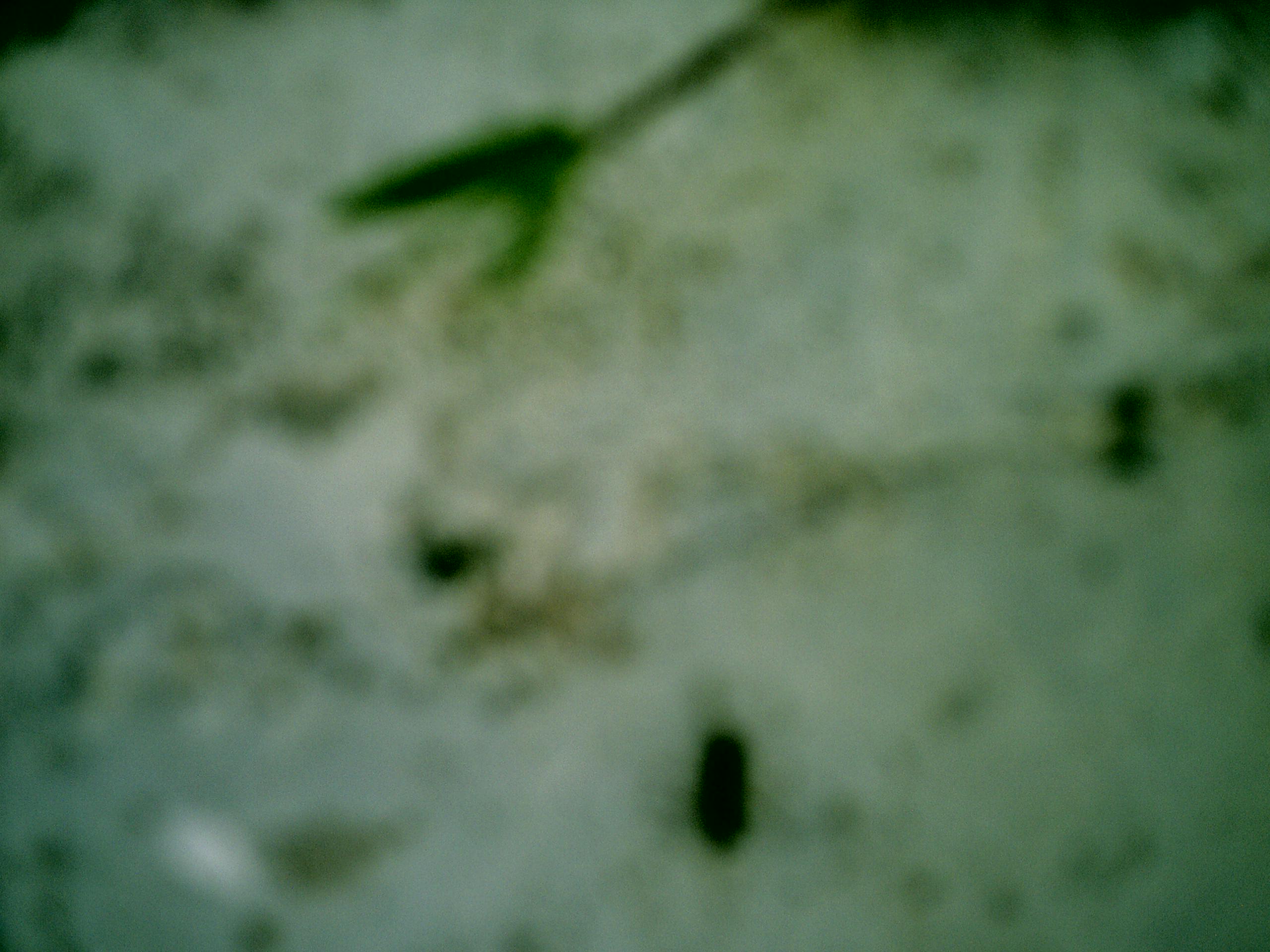 CRIM0003.JPG