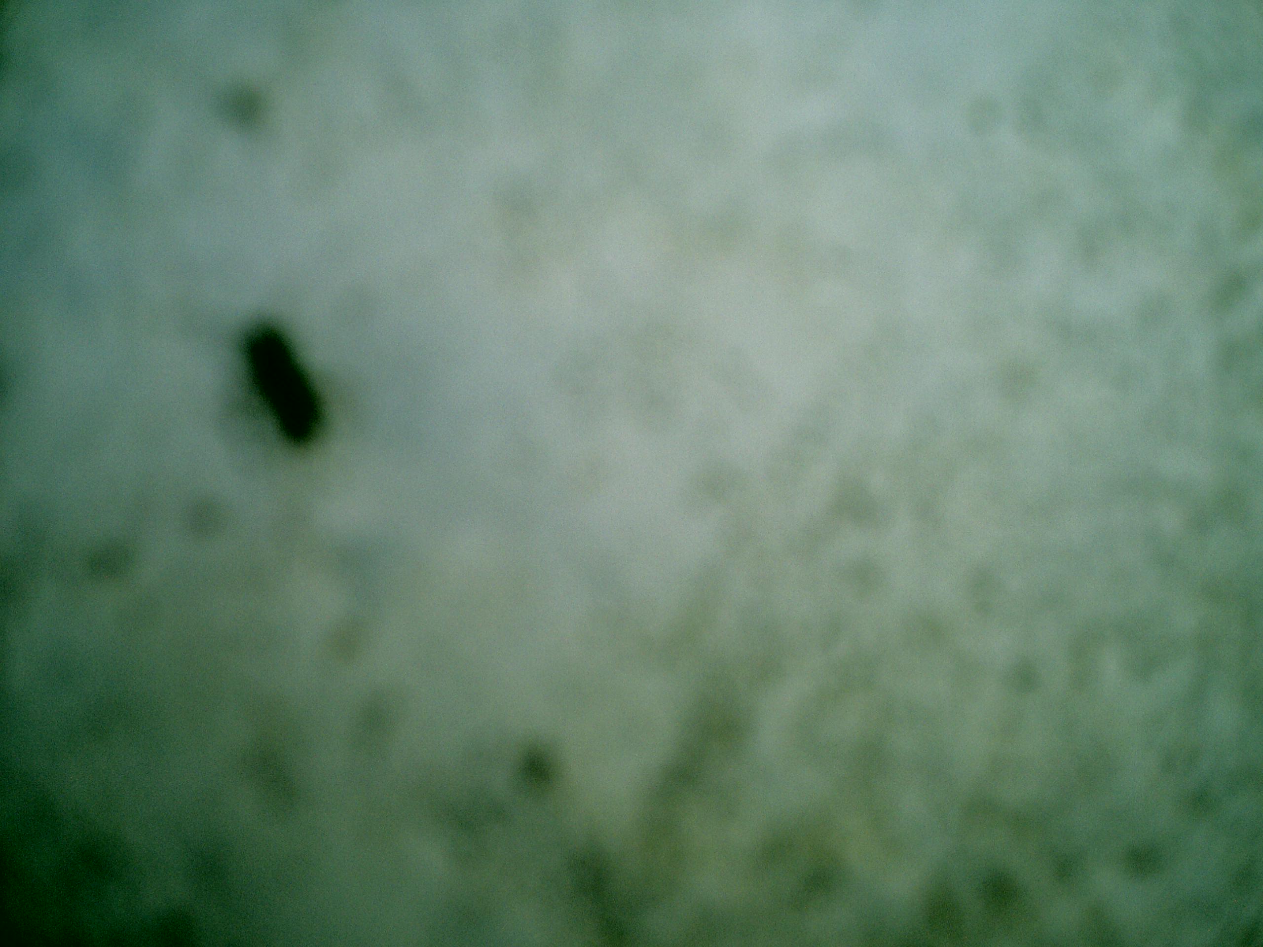 CRIM0002.JPG